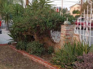 Bush Trimming by Orlando Yanez Gutierrez for Steven G. in Bloomington, CA