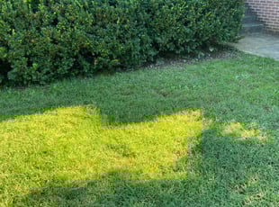 Bush Trimming by Melford Franklin for Marcus P. in Lutherville-Timonium, MD