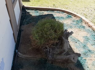 Weeding by Gideon Cook for Seneca J. in Phoenix, AZ