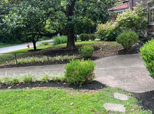 Weeding by Kasandra Velasco for Adam T. in Louisville, KY