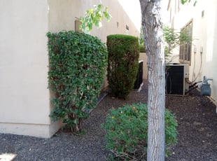 Bush Trimming by Chris Wayne for Jordan B. in Surprise, AZ