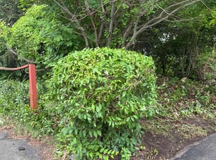 Bush Trimming by Frank Cannizzaro for Alondra S. in Brockton, MA