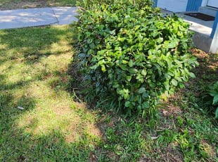 Bush Trimming by Erik Petersen for Nicole C. in Pensacola, FL