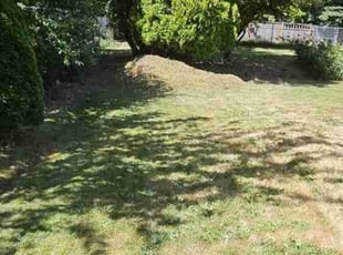 Bush Trimming by Nicholas Cortes for Suzanne M. in Kirkland, WA