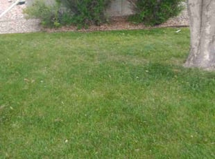 Bush Trimming by Wayne Mead for Stacy A. in Fountain, CO