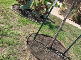 Weeding by Rigo Mireles for Michael P. in Houston, TX