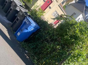 Bush Trimming by Lionel Foster for Chima D. in Hartford, CT