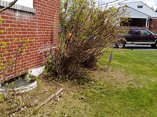 Bush Trimming by Michaela patti for Tamara B. in Harrisburg, PA