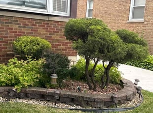 Bush Trimming by S&M Dgo Landscaping for Kevin M. in Chicago, IL