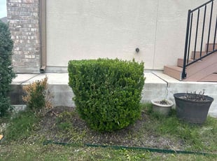 Bush Trimming by Daniel Huerta for Rayyaan U. in Pflugerville, TX