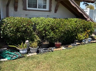 Bush Trimming by Felipe Gallo Jr. for Lisa C. in La Habra, CA