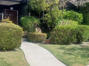 Bush Trimming by Bernardo Arroyo for Alexis B. in Los Alamitos, CA