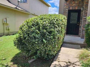 Bush Trimming by Bryant Infante Baez for Francisca M. in Hutto, TX