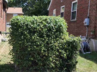 Bush Trimming by Lawrence Tischler for Majorie U. in Cincinnati, OH