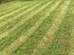 Lynnae A.'s Lawn Service service result