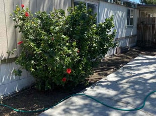 Bush Trimming by David Morgan for Valerie C. in Bakersfield, CA