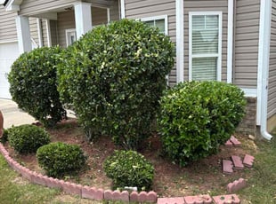 Bush Trimming by Pierce Anfield for William H. in Grovetown, GA