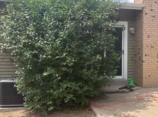 Bush Trimming by Elijah Martinez for Paige S. in Arvada, CO