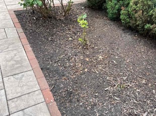 Weeding by Scott Basinger for Hadden A. in Lakewood, OH