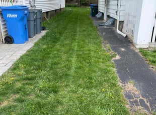 Bush Trimming by Rick Cossart for lorrel m. in Albany, NY