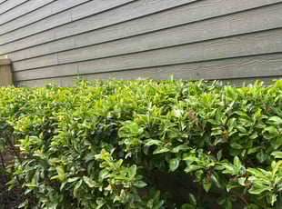Bush Trimming by Elijah Knight for Dan G. in Canton, GA