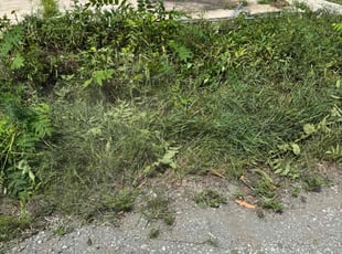 Bush Trimming by Noah Lewis for dainel l. in Gary, IN