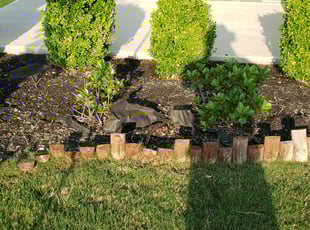 Weeding by Juliana Ledezma for Bobby D. in Hutto, TX