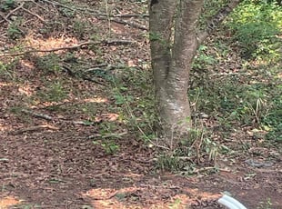 Leaf Removal by CLEVELAND JONES for Mischa D. in Stockbridge, GA