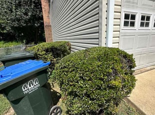 Bush Trimming by Fidel Rodriguez for Sarah P. in Springfield, VA