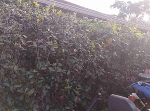 Bush Trimming by Marvel Carmichael for DEANNA S. in Apopka, FL