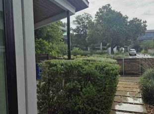 Bush Trimming by Ricardo Roldan Altamirano for Erin J. in Austin, TX