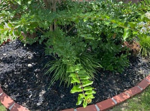 Weeding by luis medellin for Alexis G. in Fate, TX