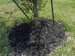 Weeding by Efrain Perez for Austin C. in Fulshear, TX