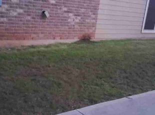 Leaf Removal by Samantha Morris for Brandon V. in Seguin, TX