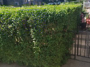 Bush Trimming by Jamil Hafeeza for Jill C. in Philadelphia, PA