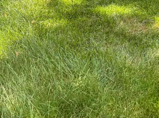 Weeding by Alesandre Duarte for Jeremy P. in Ashburn, VA