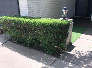 Bush Trimming by Louis Nelson for Scott M. in Arlington, TX