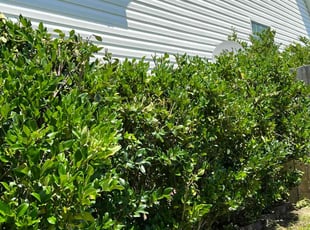 Bush Trimming by Kenneth Alford for John C. in Columbia, SC