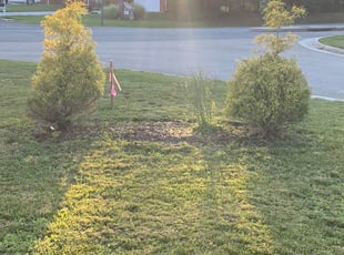Bush Trimming by Lenard Cutler for Chris E. in Chesterfield, VA