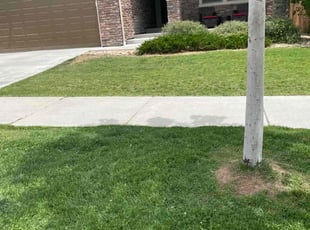 Bush Trimming by Tony Roma for Jillian K. in Arvada, CO