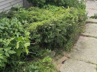 Bush Trimming by Robert Dowdy for Jawanze H. in Milwaukee, WI