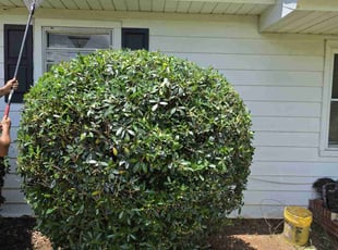 Bush Trimming by Kyle Bryant for Daniel P. in Greenville, SC