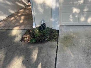 Bush Trimming by Ramon Taguja for Bill K. in Lithia, FL