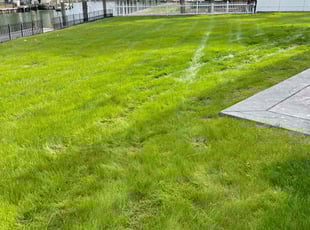 Katie S.'s Leaf Removal service result