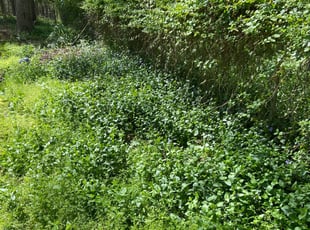 Bush Trimming by Arthur Reese for Baron B. in Durham, NC