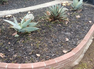 Cleanups by Tracy Spencer for Michael S. in Sacramento, CA