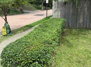 Bush Trimming by Alicia Ralston for Raynee G. in Pittsburgh, PA