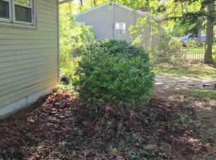 Bush Trimming by Miriam Mayoral-Gress for Sal K. in Mastic, NY