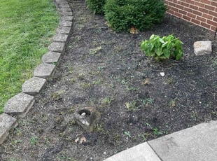 Weeding by Marcus Grimes for Emily B. in Dayton, OH