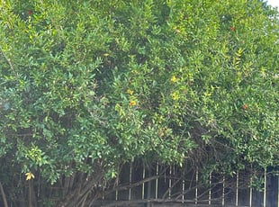 Bush Trimming by Nicholas Poulsen for Barbara S. in Spring Valley, CA